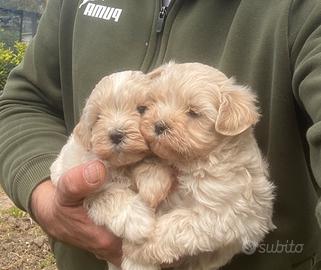 Maltipoo toy
