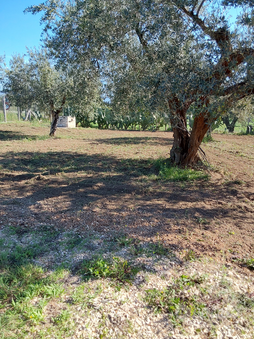 Terreno agricolo sem arborato uliveto - Altro