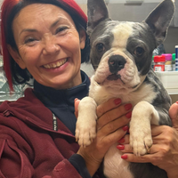 Boston Terrier