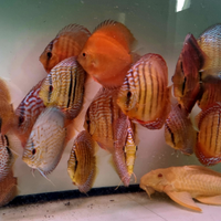 Discus 13 / 15 cm