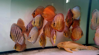 Discus 13 / 15 cm