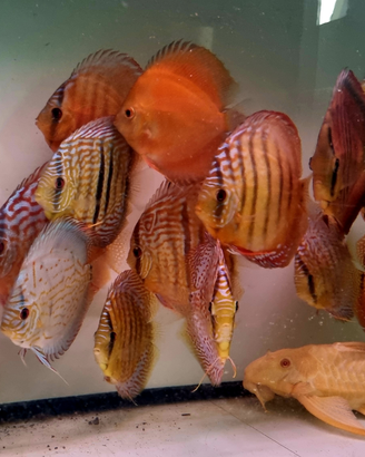 Discus 13 / 15 cm