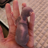 Cuccioli SPHYNX