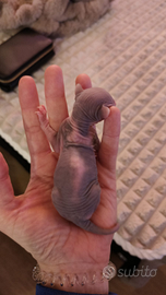 Cuccioli SPHYNX