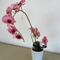 Orchidea Rosa