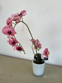 Orchidea Rosa