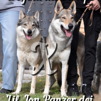 Cuccioli cane lupo cecoslovacco