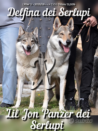 Cuccioli cane lupo cecoslovacco