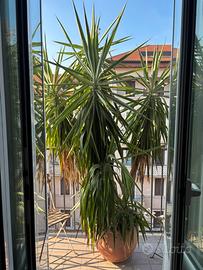 Pianta Yucca 235cm, tronchetto della felicità