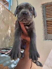 Cuccioli cane corso