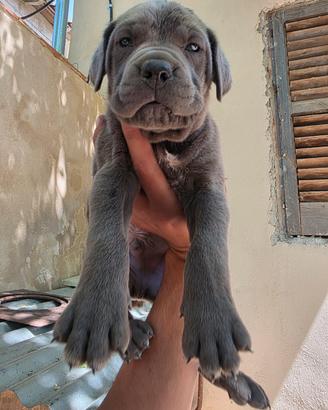 Cuccioli cane corso