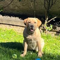 Disponibile femmina di labrador retriever