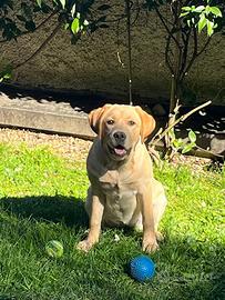 Disponibile femmina di labrador retriever