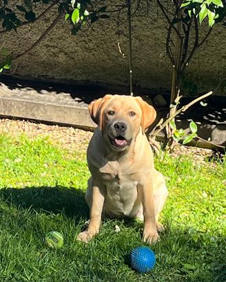 Disponibile femmina di labrador retriever