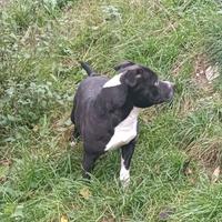 Staffordshire Bull Terrier Staffy adozione