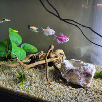 Acquario newa 60 LT nero