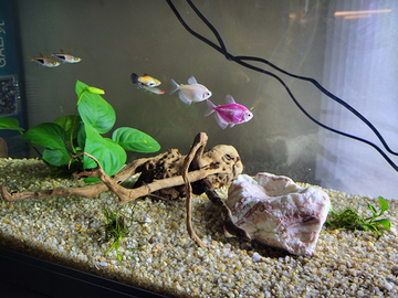 Acquario newa 60 LT nero