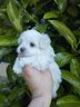 cuccioli-di-maltese-mini