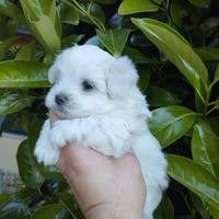 Cuccioli di maltese mini