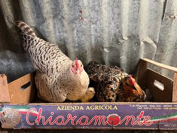 Chicchirina