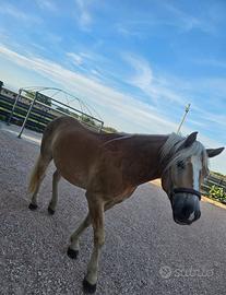 Cavallo Haflinger