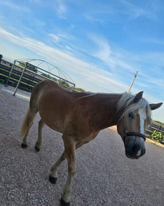Cavallo Haflinger