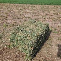 Ballini erba medica fieno 