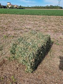 Ballini erba medica fieno 