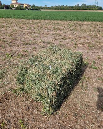 Ballini erba medica fieno 