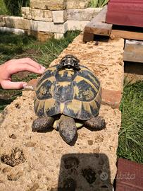 Camilla's Farm: Testudo di Hermann con CITES