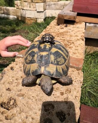 Camilla's Farm: Testudo di Hermann con CITES