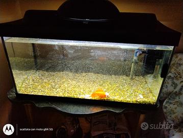 acquario 60 litri 