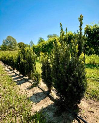 Taxus media Hillii