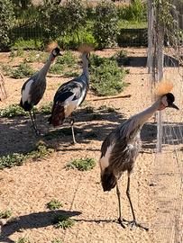 Coppia di Gru coronata