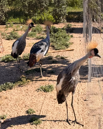 Coppia di Gru coronata