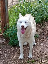 Masha husky coccolona