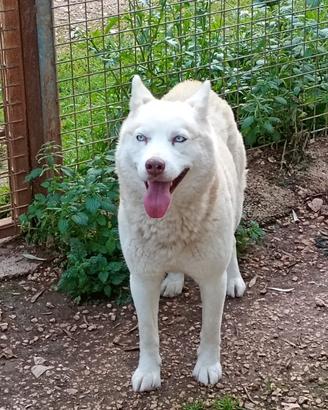 Masha husky coccolona