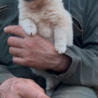 Cuccioli di spitz volpino