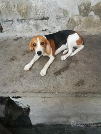 Cane per coniglio
