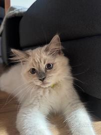 Cucciolo Ragdoll con genitori pedigree