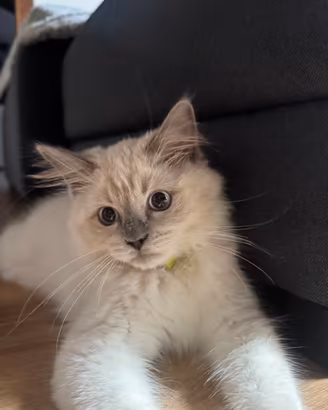 Cucciolo Ragdoll con genitori pedigree