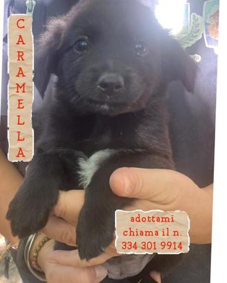 CARAMELLA: cucciola