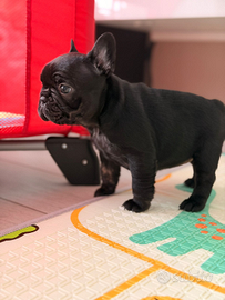 Bulldog francese femmina