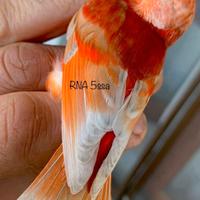 Cardinalini del Venezuela