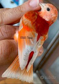 Cardinalini del Venezuela