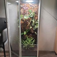 terrario con piante vere