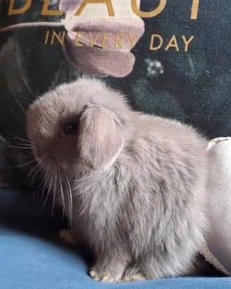 Ariete nano nimilop blu