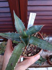 Agave heteracantha. Vaso 9 cm Cactus Piante Grasse