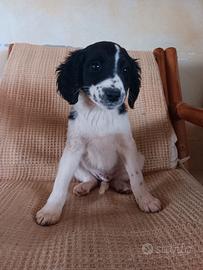 Cucciolo maschietto di breton