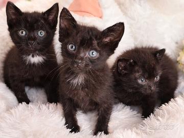 Gattini neri adozione gratuita